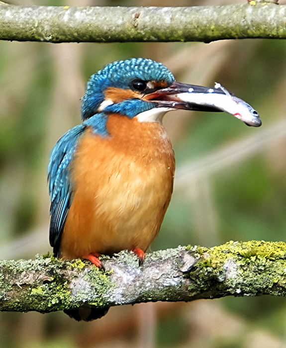 Eisvogel 10.04.22-2