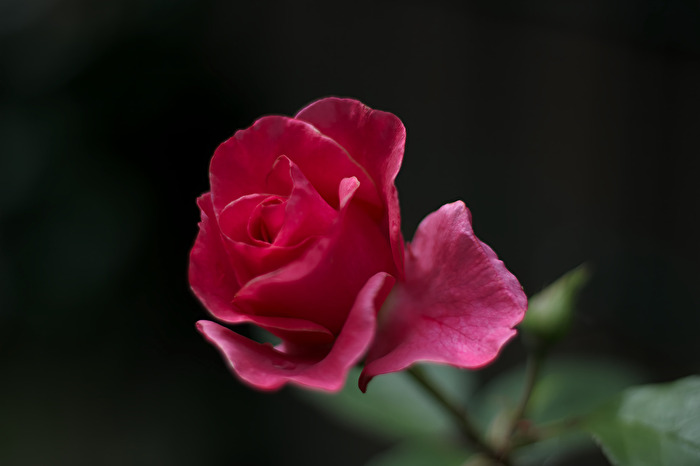 Eine Rose für die Frau