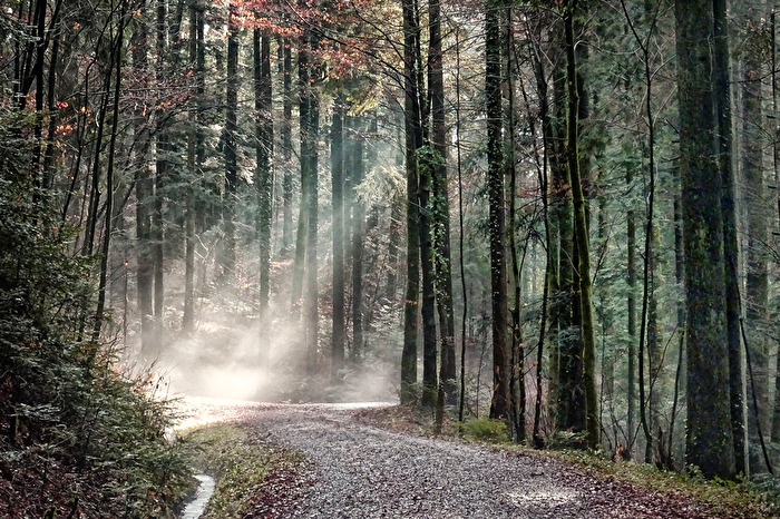 Der Wald