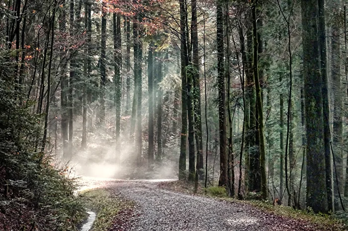 Der Wald