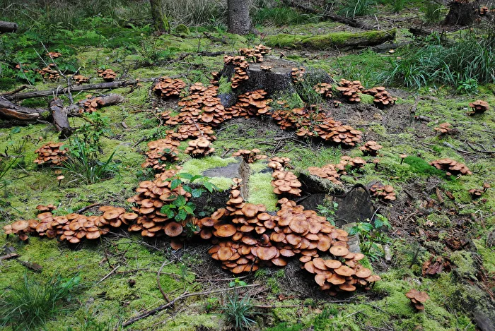 Colonia de hongos