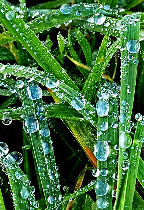 Water Droplet