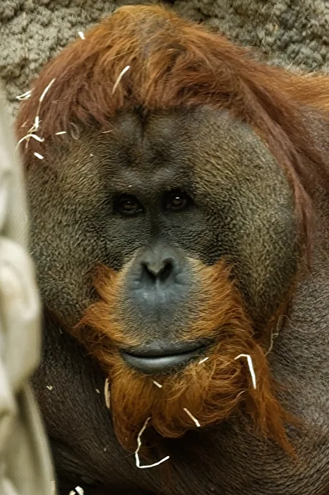 Orang - Utan