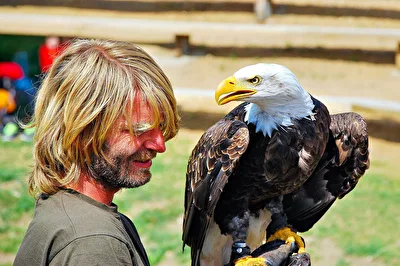 Ein Falkner blickt vertraut auf einen majestätischen Weißkopfseeadler