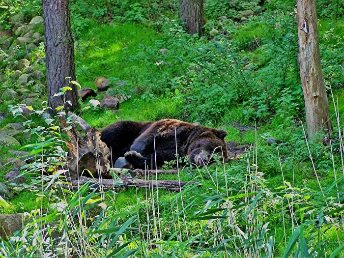 Der ruhende Bär