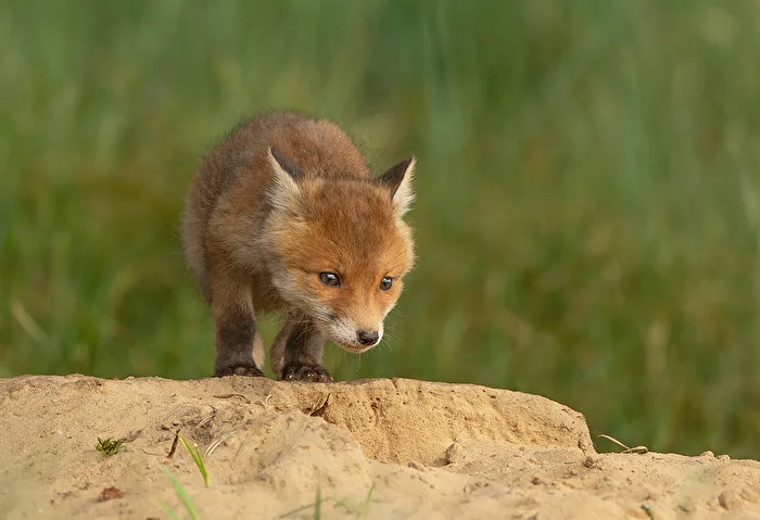 Rotfuchs Welpe