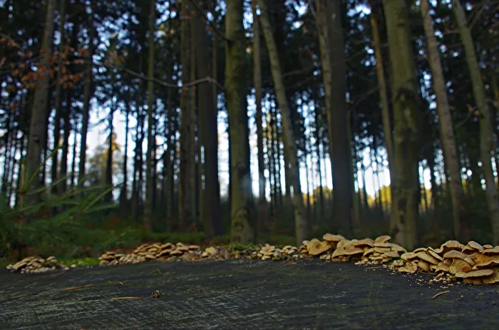 Aachener Wald