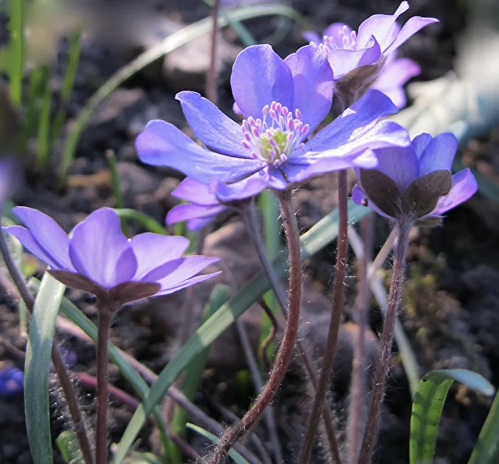Frühling