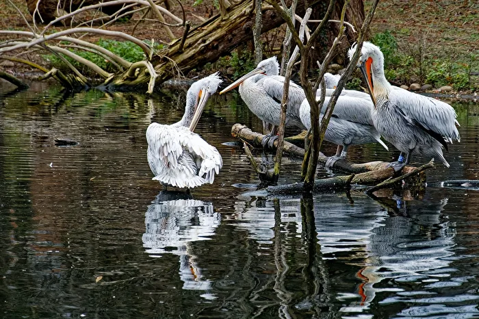 Pellicani ricciuti