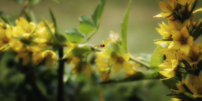 Willi auf der Suche nach Maja