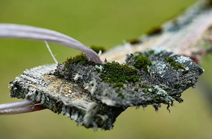 The Moss Planet 1