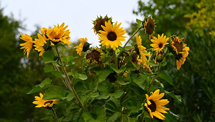 Tournesols