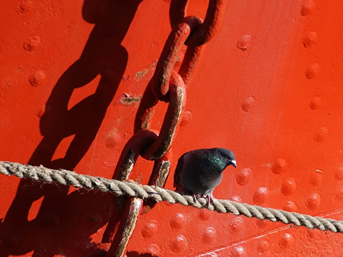 Pigeon on the wire