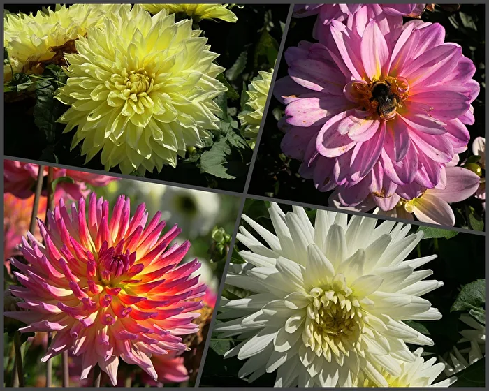wunderbare Welt der Dahlien