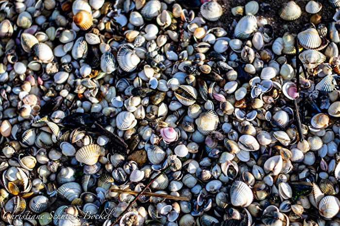 Muscheln