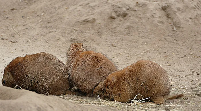 Prairie dogs, the trio does not want to be recognized!