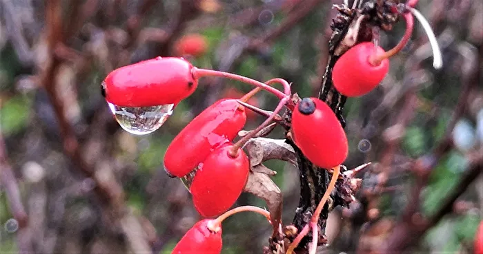 Water Droplet