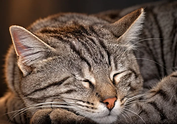 Tigre dormiente dell'hotel