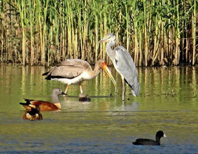 Paradies für Vogelfreunde