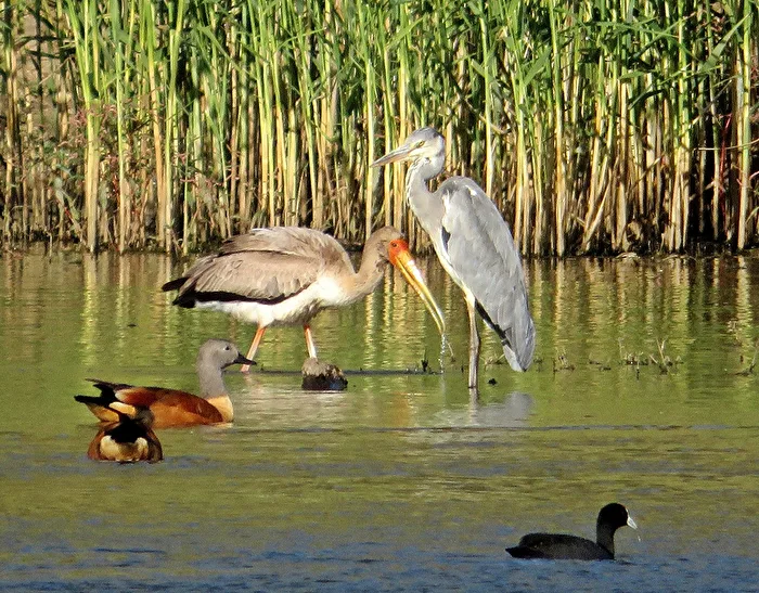 Paradise for bird lovers