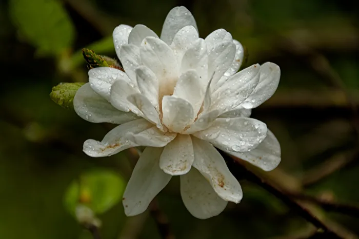 Magnolia