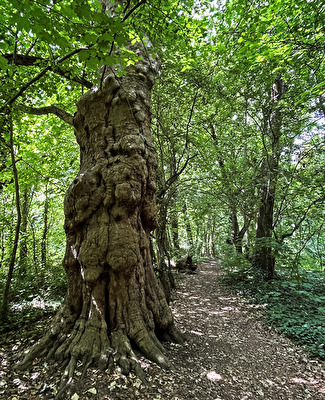 ein alter Baum im Wald