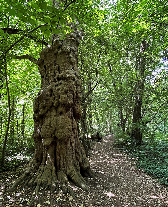 ein alter Baum im Wald