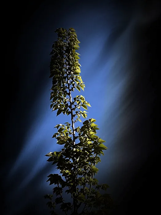 Lichtspiele