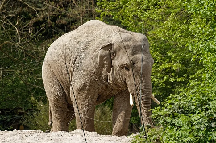 Elefant