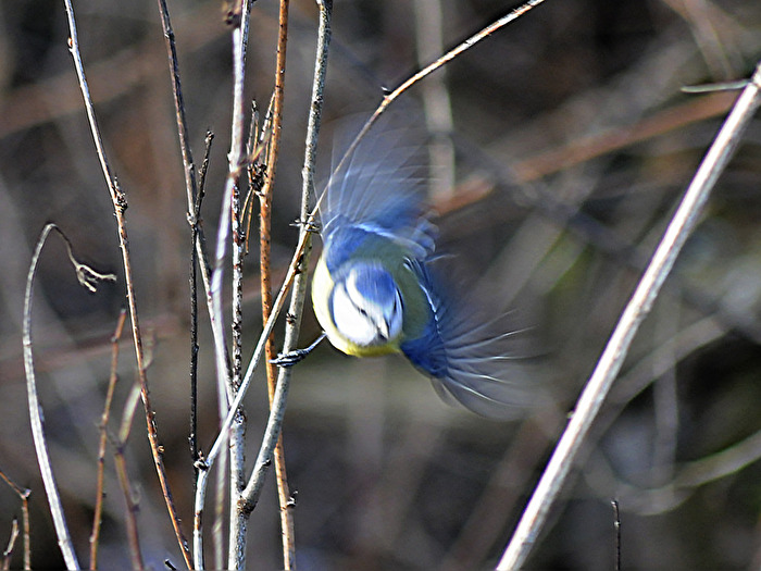 Blaumeise im Abflug