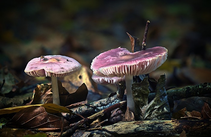 Pilze - pretty in pink