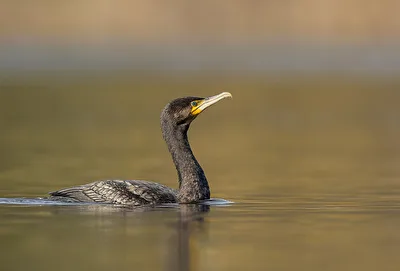 Kormoran (Phalacrocorax carbo)