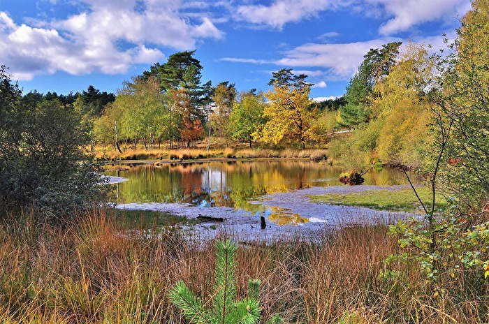 " Herbst im Hochmoor "