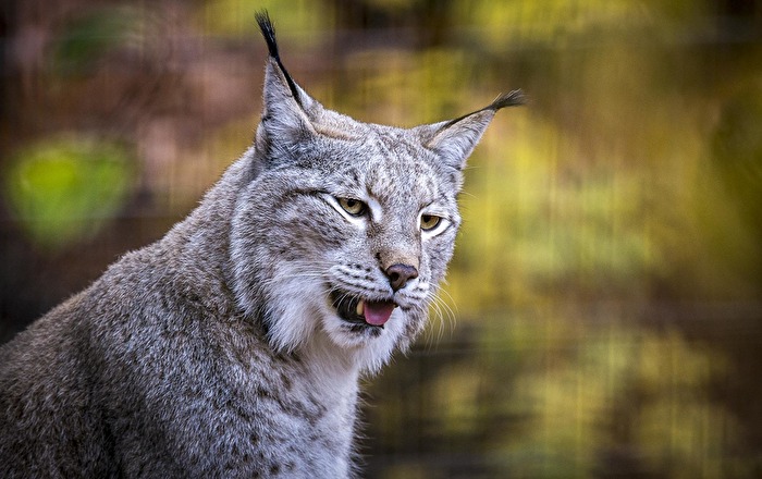 Der Luchs