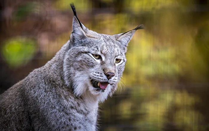 Der Luchs