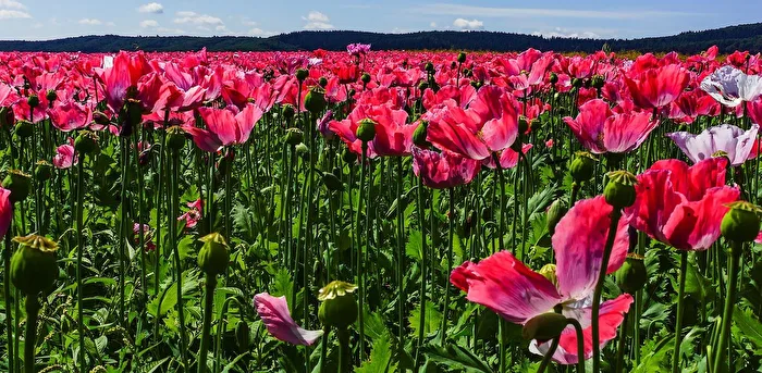 Opium Poppy