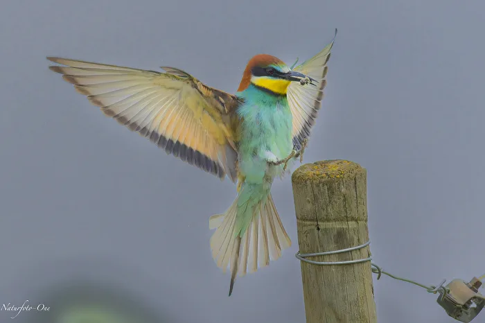 The Insect Hunter