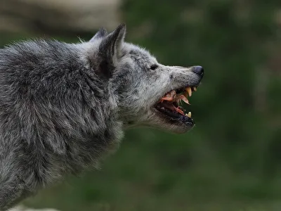 Timberwolf