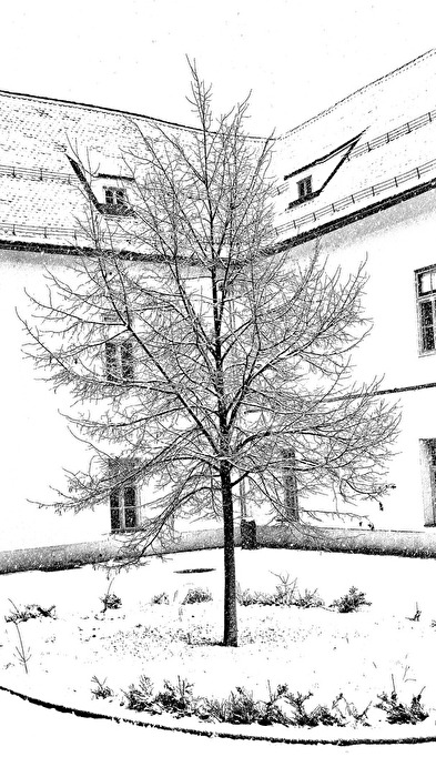 Winterbaum