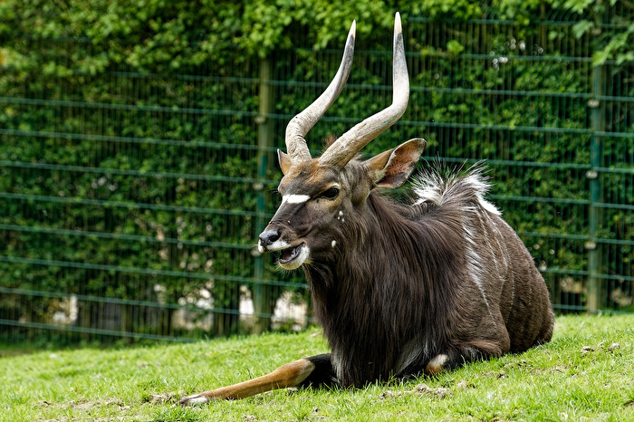 Flachlandnyala