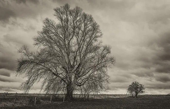 Tree big and small