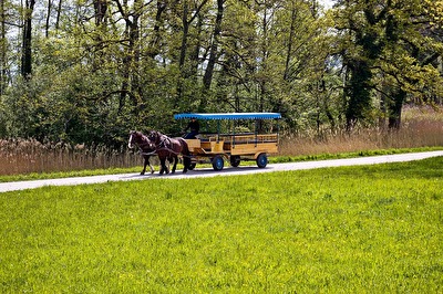 Ohne Gäste