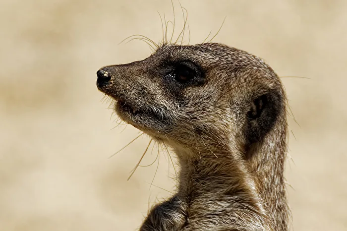 Meerkat