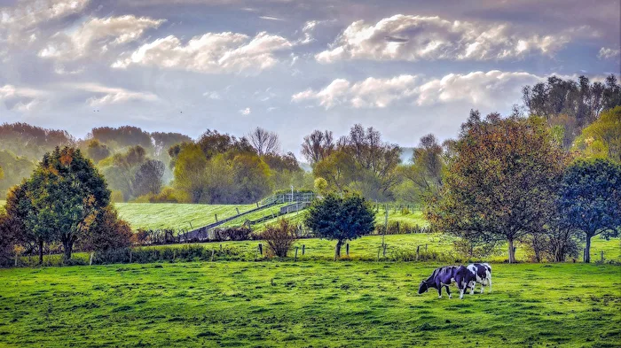 Rhine meadow