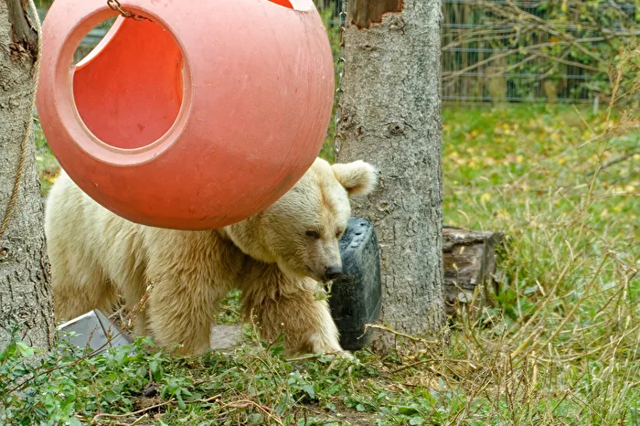 Syrian Brown Bear