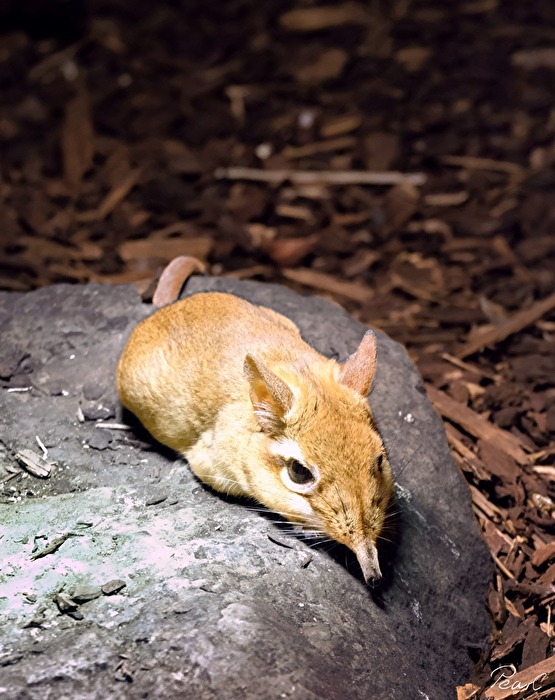 Ich bin übrigens mit dem chillenden Erdferkel verwandt - Rüsselmaus