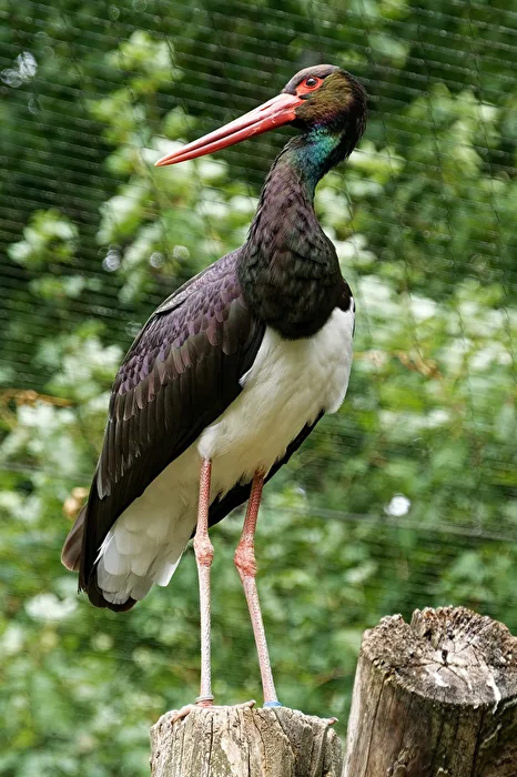 Cicogna nera