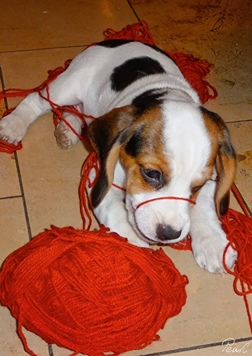 Hunde