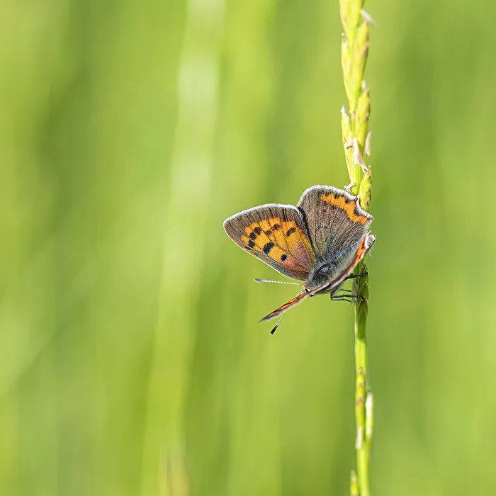 Small Copper Butterfly..