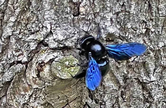 Blaue Holzbiene